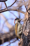 BIRD - WOODPECKER - CARDINAL WOODPECKER - DENDROPICOS FUSCESCENS - MARRICK CAMP KIMBERLY SOUTH AFRICA (10).JPG