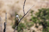 BIRD - WOODPECKER - GOLDEN-TAILED WOODPECKER - CAMPETHERA ABINGONI - KRUGER NATIONAL PARK SOUTH AFRICA (5).JPG