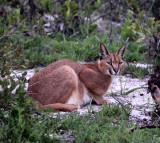 FELID - CARACAL - WEST COAST NATIONAL PARK SOUTH AFRICA (13).JPG