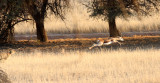 FELID - CHEETAH - HUNT WITH SPRINGBOK - KGALAGADI NATIONAL PARK SOUTH AFRICA (11).JPG