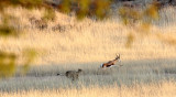 FELID - CHEETAH - HUNT WITH SPRINGBOK - KGALAGADI NATIONAL PARK SOUTH AFRICA (20).JPG