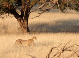 FELID - CHEETAH - HUNT WITH SPRINGBOK - KGALAGADI NATIONAL PARK SOUTH AFRICA.JPG