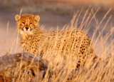 FELID - CHEETAH - KGALAGADI NATIONAL PARK SOUTH AFRICA (102).JPG