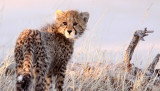 FELID - CHEETAH - KGALAGADI NATIONAL PARK SOUTH AFRICA (118).JPG
