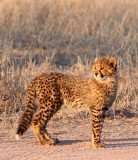 FELID - CHEETAH - KGALAGADI NATIONAL PARK SOUTH AFRICA (134).JPG