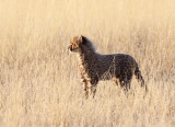 FELID - CHEETAH - KGALAGADI NATIONAL PARK SOUTH AFRICA (183).JPG