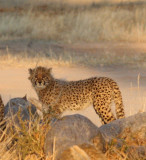 FELID - CHEETAH - KGALAGADI NATIONAL PARK SOUTH AFRICA (61).jpg