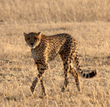 FELID - CHEETAH - KGALAGADI NATIONAL PARK SOUTH AFRICA (9).JPG