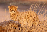 FELID - CHEETAH - KGALAGADI NATIONAL PARK SOUTH AFRICA (97).JPG