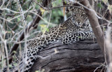 FELID - LEOPARD - AFRICAN LEOPARD - CHOBE NATIONAL PARK BOTSWANA (14).jpg