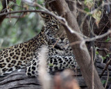 FELID - LEOPARD - AFRICAN LEOPARD - CHOBE NATIONAL PARK BOTSWANA (3).jpg