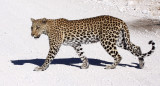 FELID - LEOPARD - ETOSHA NATIONAL PARK NAMIBIA (36).JPG