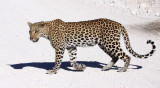 FELID - LEOPARD - ETOSHA NATIONAL PARK NAMIBIA (37).JPG