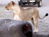 FELID - LION - AFRICAN LION - ANGRY LIONESS COMING TO GET THE LEOPARDS - CHOBE NATIONAL PARK BOTSWANA (3).JPG
