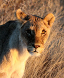 FELID - LION - AFRICAN LION - SICK ATTACKERS - ETOSHA NATIONAL PARK NAMIBIA (9).JPG
