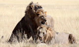 FELID - LION - AFRICAN LION - THREE MALES - ETOSHA NATIONAL PARK NAMIBIA (62).JPG
