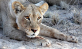 FELID - LION - KALAHARI BLACK-MANED LION - KALAHARI GEMSBOK NP (38).JPG