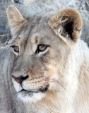 FELID - LION - KALAHARI BLACK-MANED LION - KALAHARI GEMSBOK NP (65).JPG