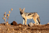 CANID - JACKAL - BLACK-BACKED JACKAL - ETOSHA NATIONAL PARK NAMIBIA (10).JPG