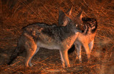 CANID - JACKAL - BLACK-BACKED JACKAL - ETOSHA NATIONAL PARK NAMIBIA (2).JPG