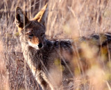 CANID - JACKAL - BLACK-BACKED JACKEL - PILANESBERG NATIONAL PARK SOUTH AFRICA.JPG