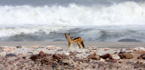 CANID - JACKAL - BLACK-BACKED JACKEL - SKELETON COAST NAMIBIA (2).JPG