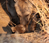 HYENIDAE - HYENA - SPOTTED HYENA - KRUGER NATIONAL PARK SOUTH AFRICA (8).JPG