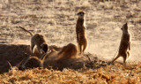 MUSTELID - MEERKAT - KALAHARI OR KGALAGADI GEMSBOK NP (119).JPG