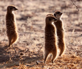 MUSTELID - MEERKAT - KALAHARI OR KGALAGADI GEMSBOK NP (44).JPG