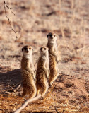 MUSTELID - MEERKAT - KALAHARI OR KGALAGADI GEMSBOK NP (62).JPG