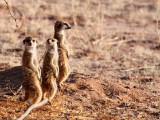 MUSTELID - MEERKAT - KALAHARI OR KGALAGADI GEMSBOK NP (64).JPG