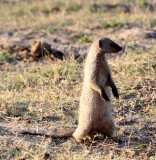 MUSTELID - MONGOOSE - BANDED MONGOOSE - CHOBE NATIONAL PARK BOTSWANA (10).JPG