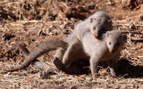 MUSTELID - MONGOOSE - BANDED MONGOOSE - ETOSHA NATIONAL PARK NAMIBIA (7).JPG
