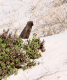MUSTELID - MONGOOSE - SMALL GREY MONGOOSE - GALERELLA PULVERULENTA - WEST COAST NATIONAL PARK SOUTH AFRICA (8).JPG