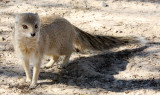MUSTELID - MONGOOSE - YELLOW MONGOOSE - KALAHARI GEMSBOK NP (16).JPG