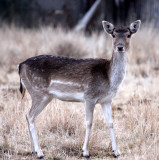 CERVID - DEER - FALLOW DEER - JOHANNESBERG AREA SOUTH AFRICA.JPG