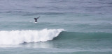 CETACEAN - WHALE - SOUTHERN RIGHT WHALE - DE HOOP RESERVE SOUTH AFRICA (4).JPG