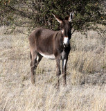 EQUID - ASS - FERAL ASS - PLANET BAOBAB RESERVE KALAHARI (4).JPG