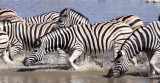 EQUID - ZEBRA - BURCHELL'S ZEBRA - ETOSHA NATIONAL PARK NAMIBIA (18).JPG