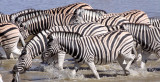 EQUID - ZEBRA - BURCHELL'S ZEBRA - ETOSHA NATIONAL PARK NAMIBIA (22).JPG