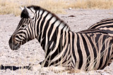EQUID - ZEBRA - BURCHELL'S ZEBRA - ETOSHA NATIONAL PARK NAMIBIA (4).JPG