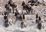 EQUID - ZEBRA - BURCHELL'S ZEBRA - ETOSHA NATIONAL PARK NAMIBIA (46).JPG