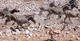 EQUID - ZEBRA - BURCHELL'S ZEBRA - ETOSHA NATIONAL PARK NAMIBIA (50).JPG