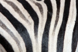 EQUID - ZEBRA - BURCHELL'S ZEBRA - ETOSHA NATIONAL PARK NAMIBIA (57).JPG
