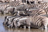 EQUID - ZEBRA - BURCHELL'S ZEBRA - ETOSHA NATIONAL PARK NAMIBIA (62).JPG