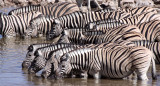 EQUID - ZEBRA - BURCHELL'S ZEBRA - ETOSHA NATIONAL PARK NAMIBIA (63).JPG
