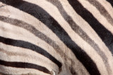 EQUID - ZEBRA - BURCHELL'S ZEBRA - ETOSHA NATIONAL PARK NAMIBIA (71).JPG