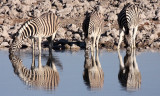 EQUID - ZEBRA - BURCHELL'S ZEBRA - ETOSHA NATIONAL PARK NAMIBIA (73).JPG