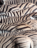 EQUID - ZEBRA - BURCHELL'S ZEBRA - ETOSHA NATIONAL PARK NAMIBIA (82).JPG