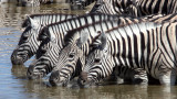 EQUID - ZEBRA - BURCHELL'S ZEBRA - ETOSHA NATIONAL PARK NAMIBIA (86).JPG